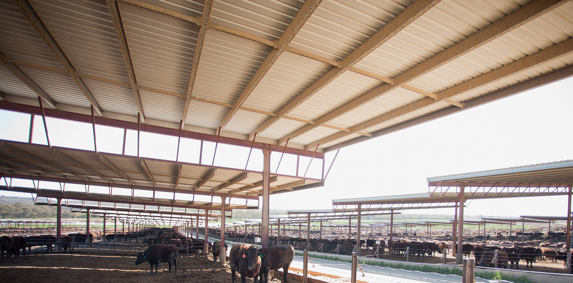 Cattle at an ICM Agribusiness property