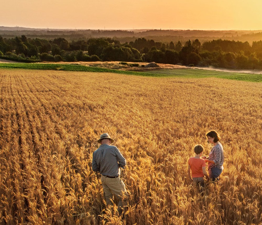 A family walking through a ripe wheat crop at sunset