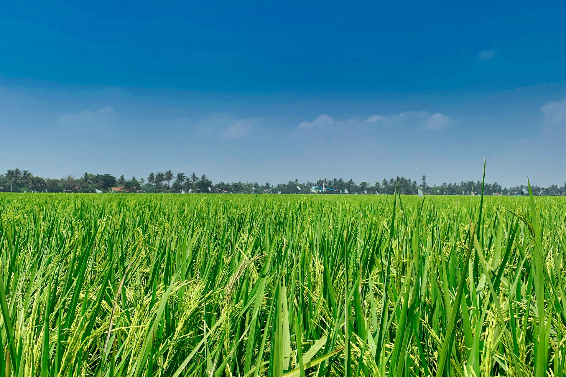 Rice fields within ICM Agribusiness operations