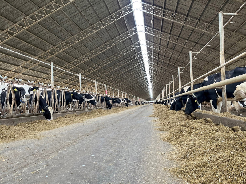 Dairy cattle in a barn at Riverina Milk, part of ICM Agribusiness